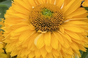 Echinacea 'Sunseeker Golden Sun' New 2026
